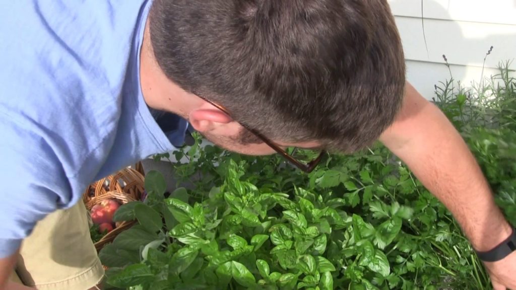 August 6th Garden Harvest & Walkaround