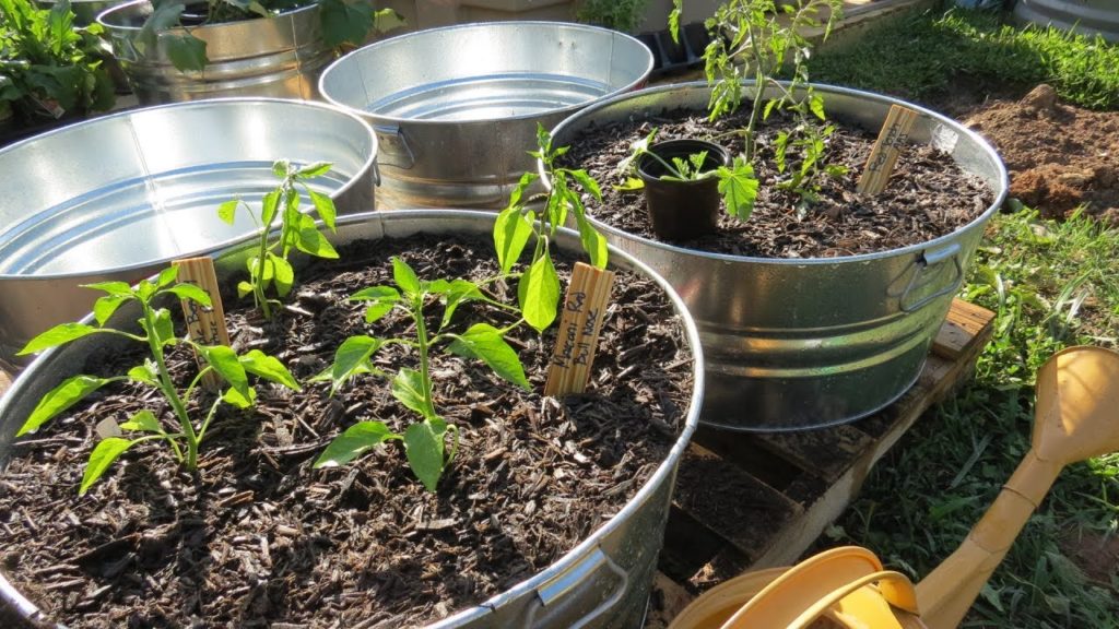 Growing Large Vegetable Plants in Containers: Set Up, Soil Mix,  Planting Tomatoes & Peppers