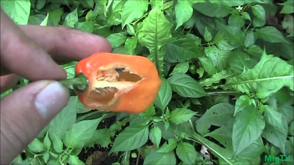 MIgardener: Habanero Harvest! Habanero Harvest!