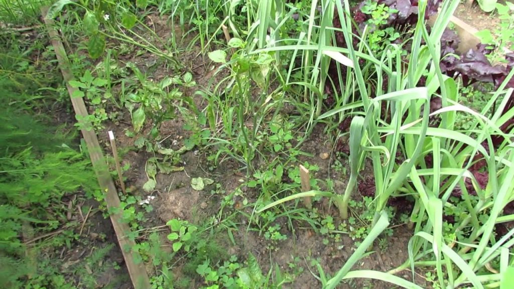 Gary Pilarchik: Using 3% Hydrogen Peroxide on Peppers & Tomatoes: Don't Do It! – Check Out Linked 2018 Video Using 3% Hydrogen Peroxide on Peppers & Tomatoes: Don't Do It! - Check Out Linked 2018 Video