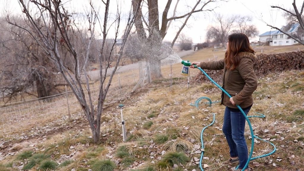 How to Spray Fruit Trees in the Winter 🌿🍎❄️// Garden Answer