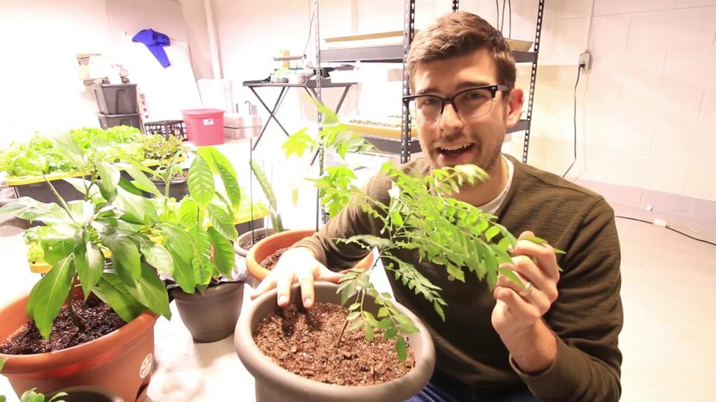 MIgardener: How to Grow Curry Plant – Complete Growing Guide How to Grow Curry Plant - Complete Growing Guide