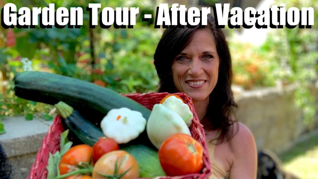 CaliKim: Garden Tour: First Look at the Garden After Vacation & What I Do After Being Gone Garden Tour: First Look at the Garden After Vacation & What I Do After Being Gone