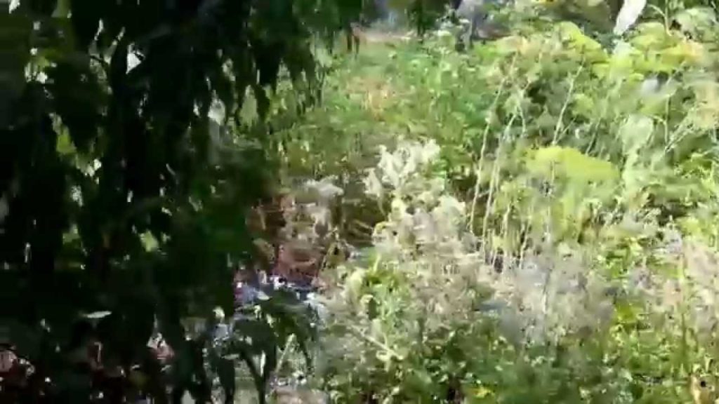Growing Annuals in a Food Forest