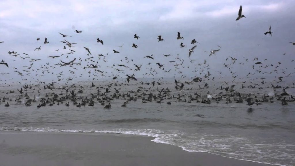 Kaye Kittrell: Pelican Feeding Frenzy Pelican Feeding Frenzy