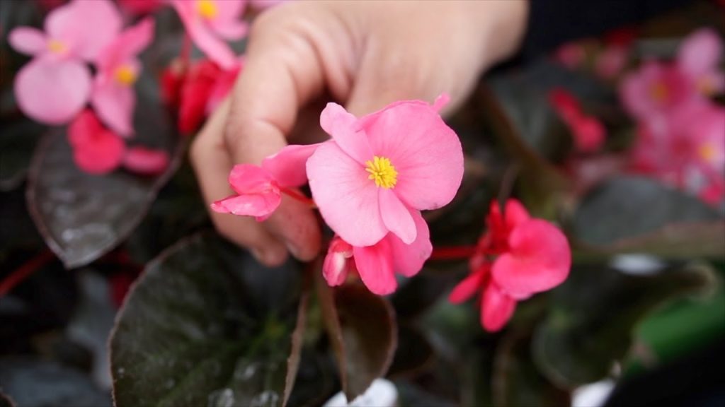 Garden Answer: Excited to Plant Surefire Rose Begonia! It’s Going to be Gorgeous! 💗😍🙌 Excited to Plant Surefire Rose Begonia! It’s Going to be Gorgeous! 💗😍🙌