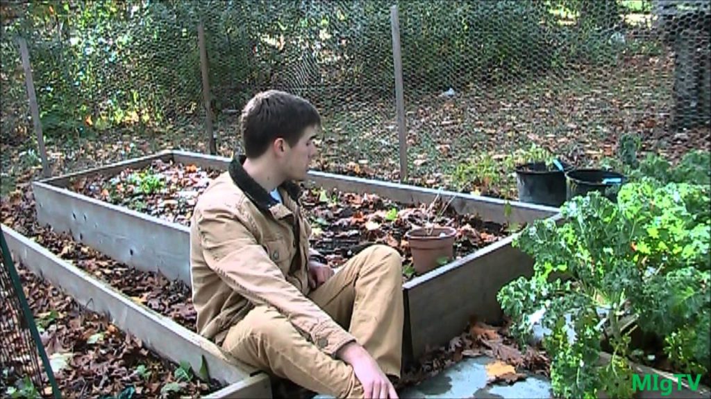 How to Grow Goji Berries or Wolfberries