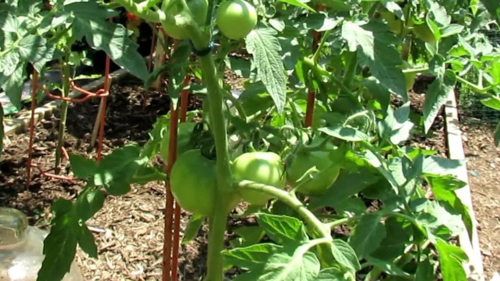 Gary Pilarchik: How to Grow Large Beefsteak Tomatoes: Hot Compost, Aphids, Epsom Salt, Sulfur Spray 4of6 How to Grow Large Beefsteak Tomatoes: Hot Compost, Aphids, Epsom Salt, Sulfur Spray 4of6