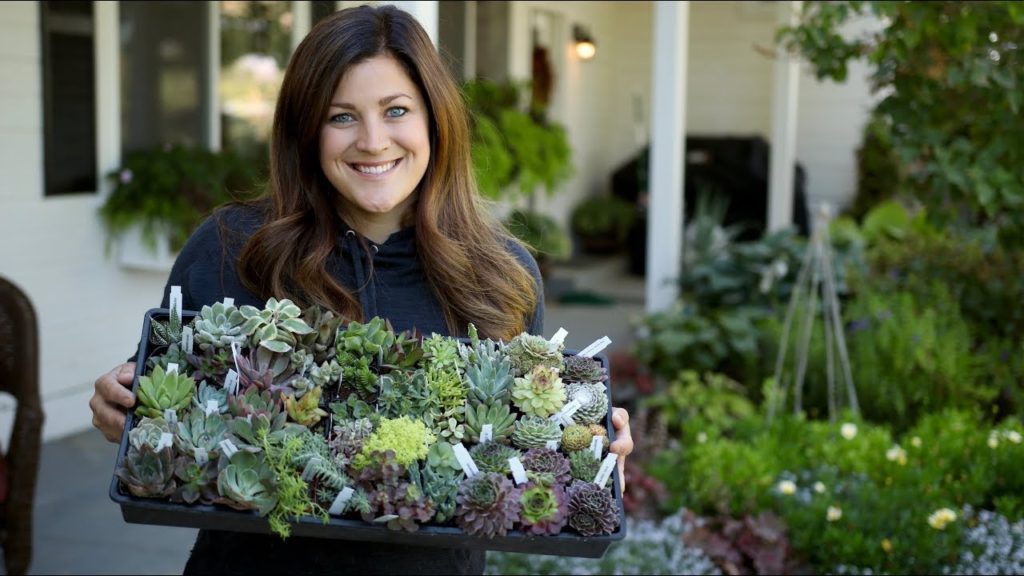 Unboxing Succulents from Mountain Crest Gardens 🌿// Garden Answer