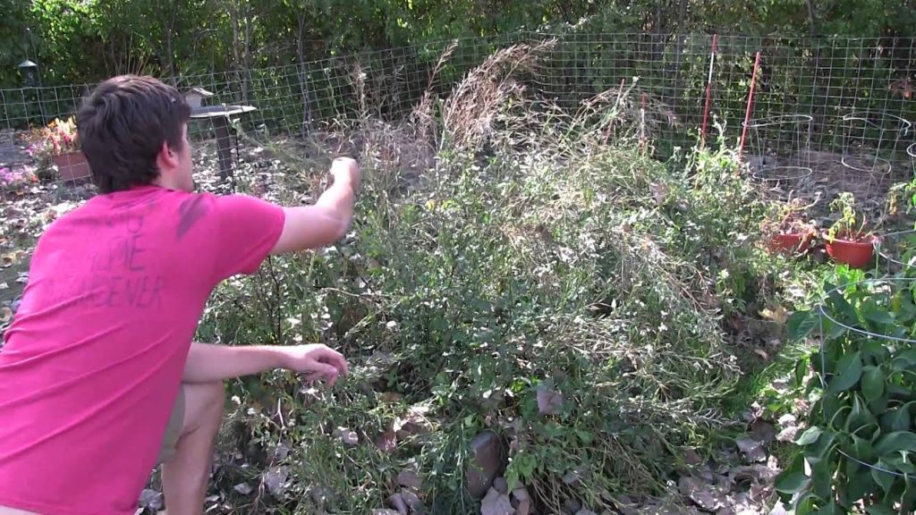 MIgardener: How to Save Mustard Seeds SUPER EASY! How to Save Mustard Seeds SUPER EASY!