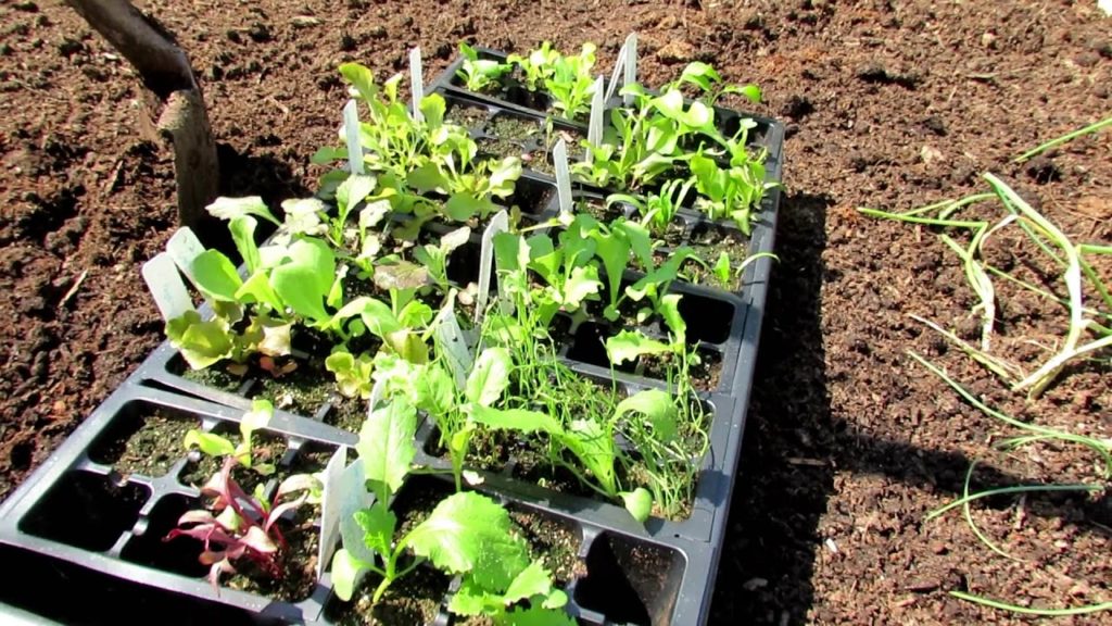 Radish Planting Tips,  Planting Lettuce  Seed Starts, Rabbit Protection, Stopping Snails & Slugs