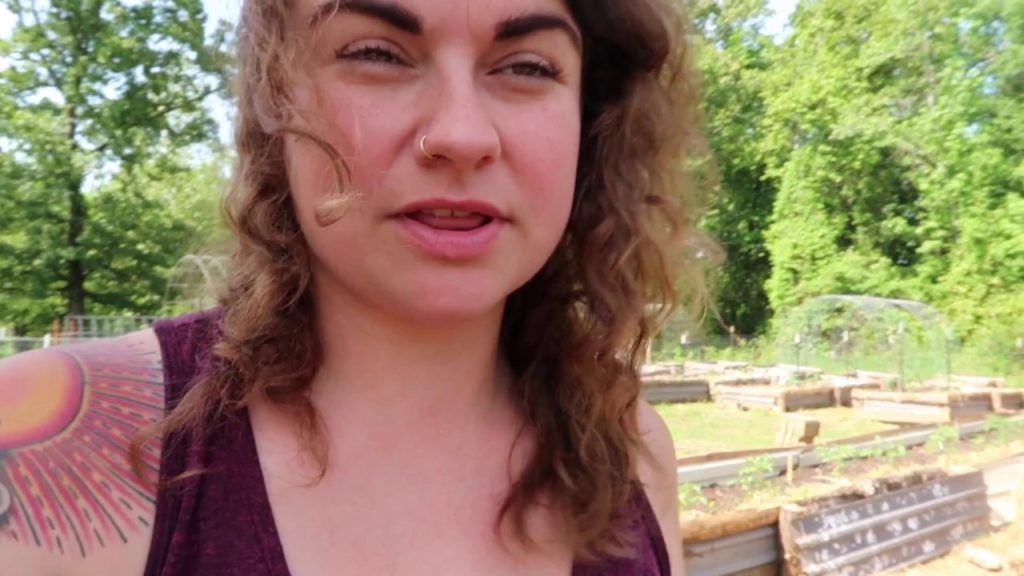 Putting Up Cattle Panel Trellises for 100 Tomato Plants