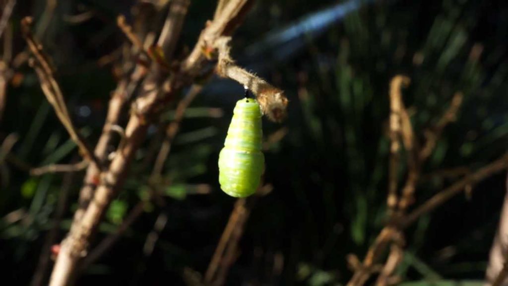 Monarch Caterpillar Forming Chrysalis