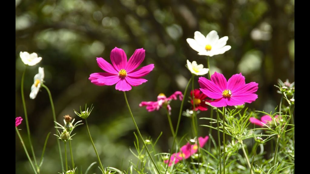 Best Flower for Gardening Beginner