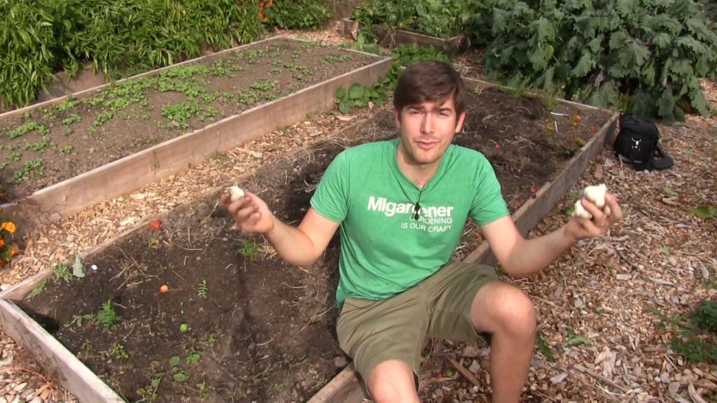 MIgardener: The Largest Garlic Cloves EVER! The Largest Garlic Cloves EVER!