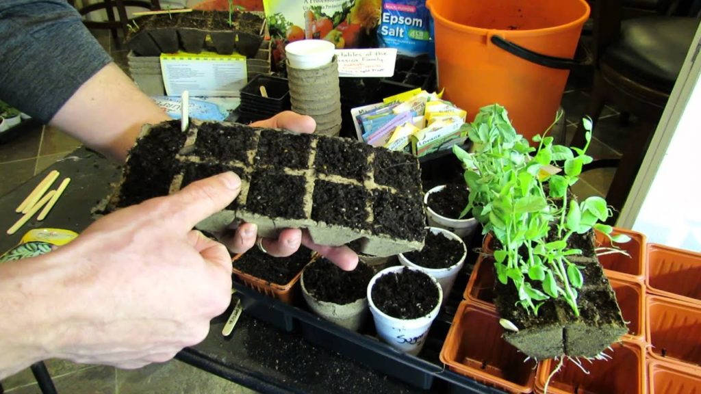 Seed Starting Peas in Peat Cells, Peat Pots & Cups: Get a 2-3 Week Jump! -TRG 2015