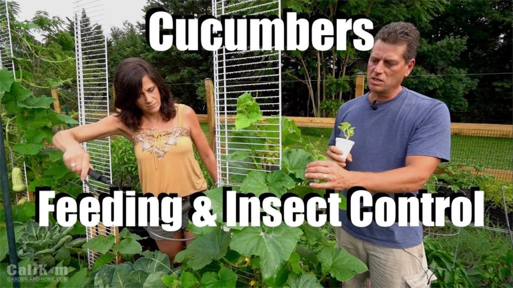 CaliKim: Cucumber Tips with CaliKim & Gary: Feeding, Insect Control & More (& a few Bloopers) Cucumber Tips with CaliKim & Gary: Feeding, Insect Control & More (& a few Bloopers)