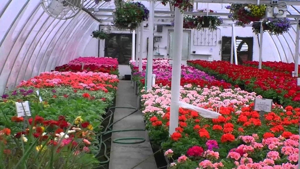 Spring Fever At Nelson's Heirloom Gardens Mercer, Pa 2010