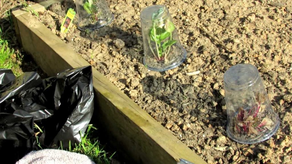 TRG 2012: How to Protect Your Vegetables from Frost with Cups, Trash Bags and Wet Towels