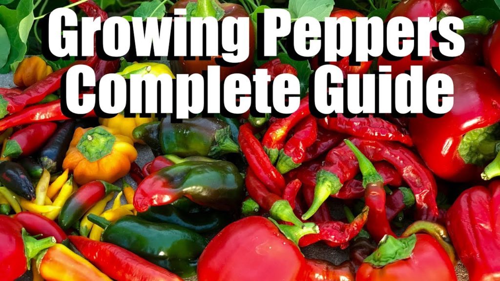 How to Grow Peppers from Seed to Harvest // Complete Guide with Digital Table of Contents