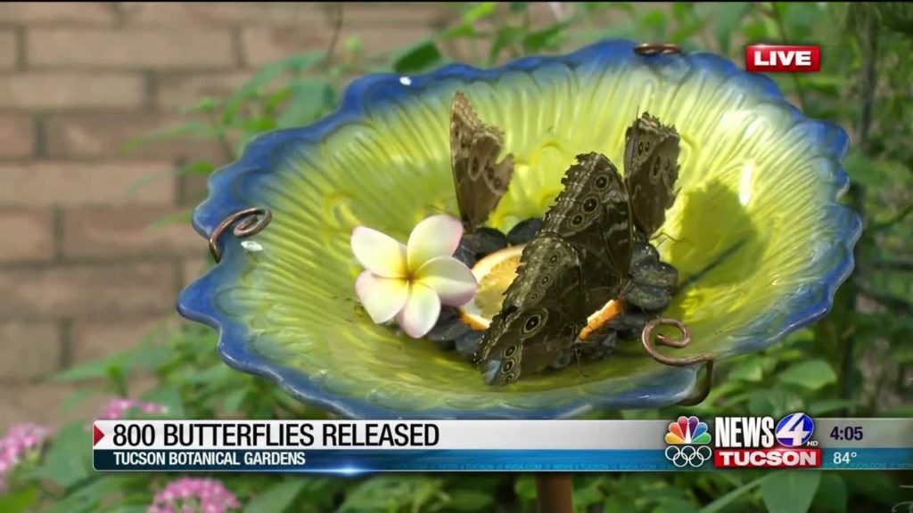 More than 800 butterflies released at Tucson Botanical Gardens
