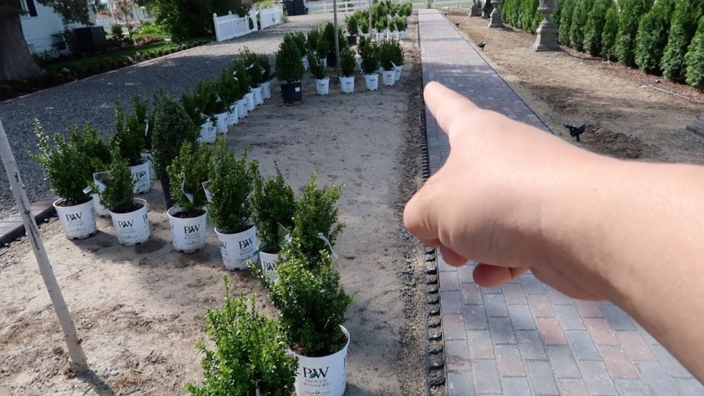 Formal Hedge with Sprinter Boxwoods- Part 1! 🌿🤩💚// Garden Answer