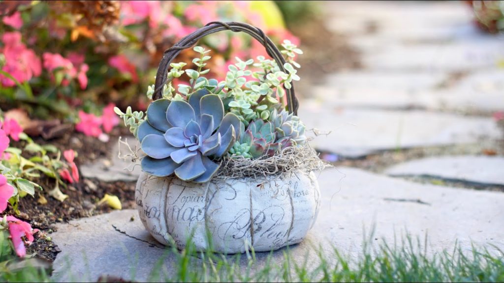 Garden Answer: Succulent Basket + Care Tips Succulent Basket + Care Tips