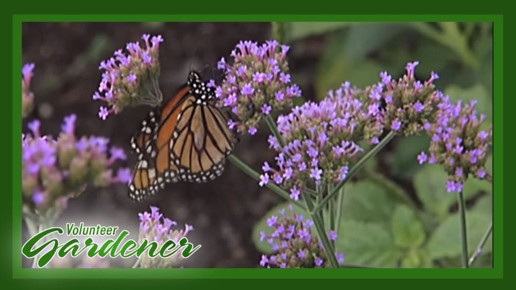 Butterfly and Hummingbird attractor plants | Volunteer Gardener