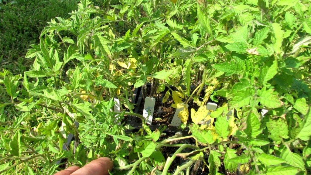 How to Save Stressed Tomato Transplants/Plants: Don't Panic, Make a Plan, Soluble Fertilizer