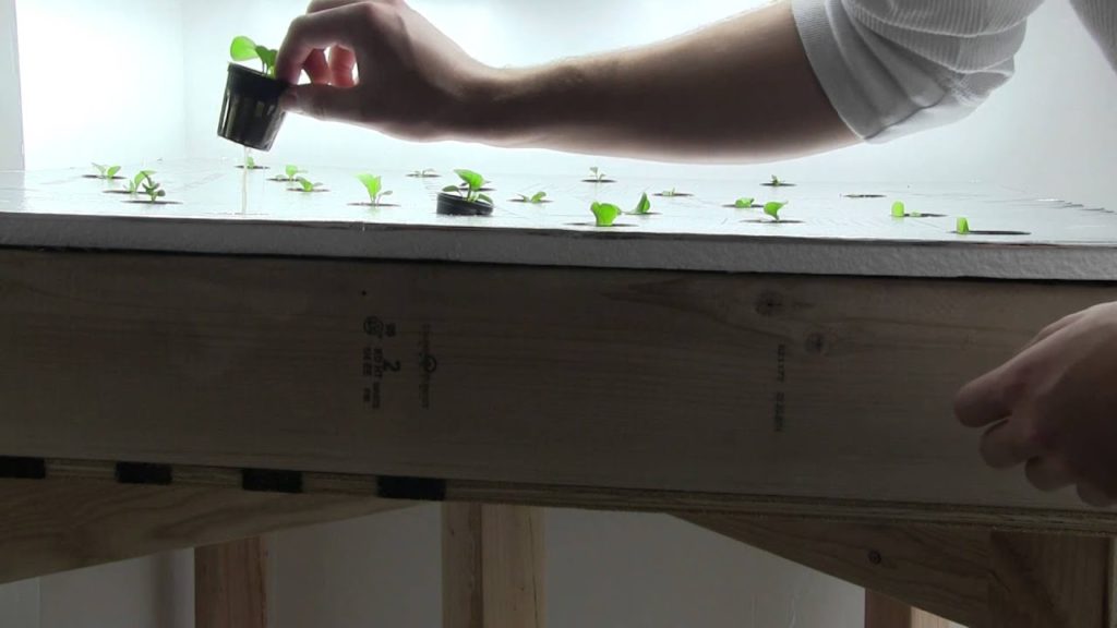 Week 1 Indoor Hydroponic Update - Kratky Method