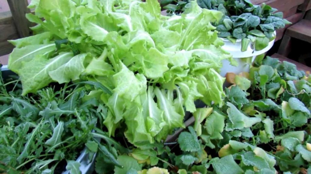 Gary Pilarchik: Lettuce, Spinach and Greens Can Handle Frost Lettuce, Spinach and Greens Can Handle Frost