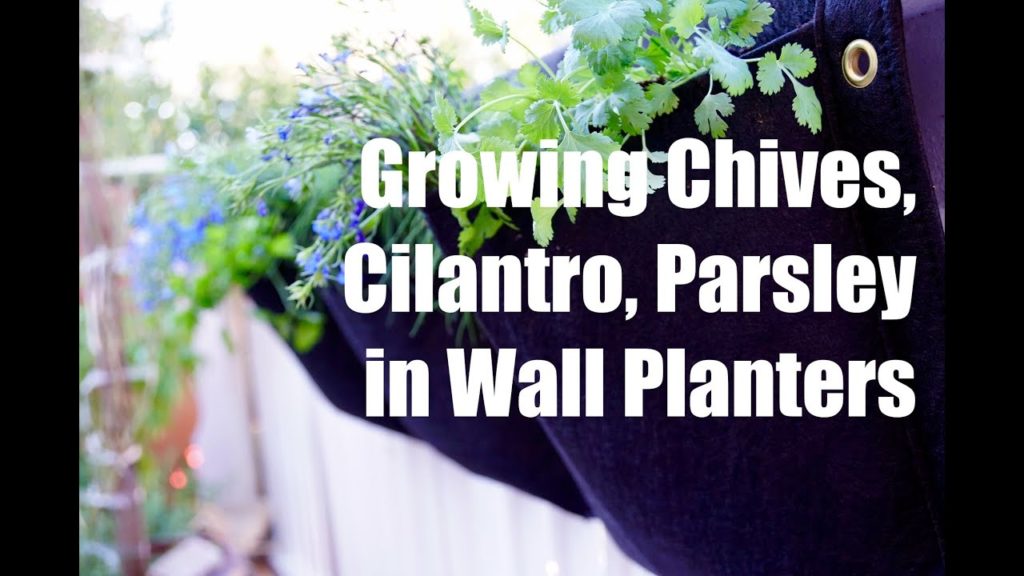 Growing Your Fall Garden #4 -Growing Herbs - Chives, Cilantro, Parsley - in a Wall Planter Container