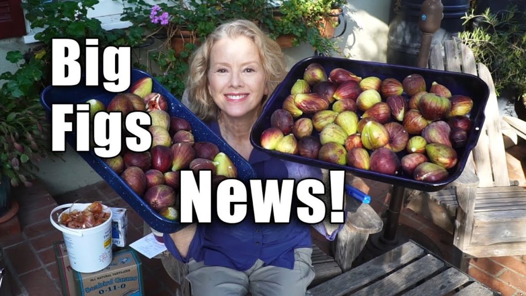 SPIDER DRAMA | BIG NEWS | Los Angeles Garden Vlog