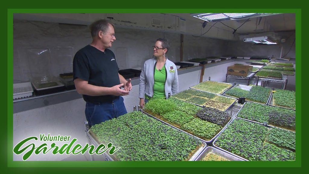 Microgreens – A Basement Farm | Volunteer Gardener Microgreens - A Basement Farm | Volunteer Gardener