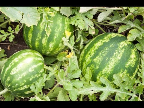 MIgardener: How to Grow Watermelons – Complete Growing Guide How to Grow Watermelons - Complete Growing Guide