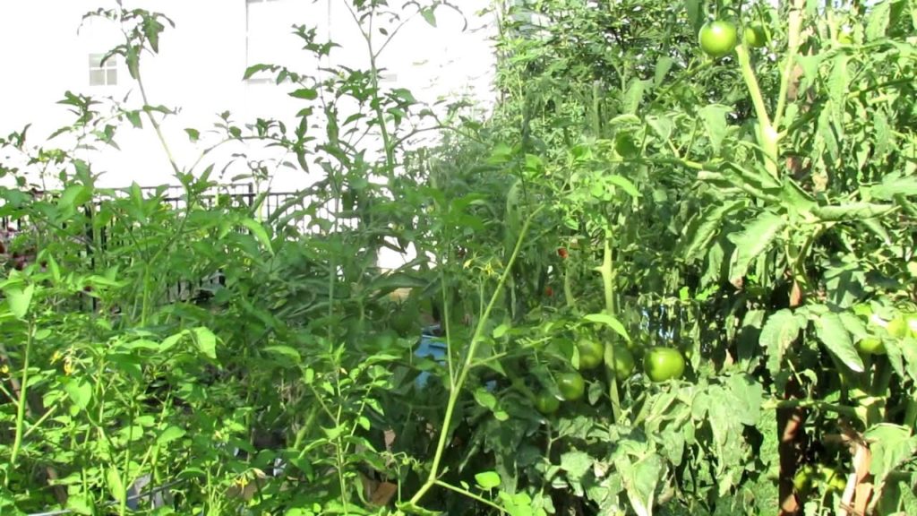Part 5 of 5: Mature Tomatoes and the 6 Foot 'Black Krim' Heirloom