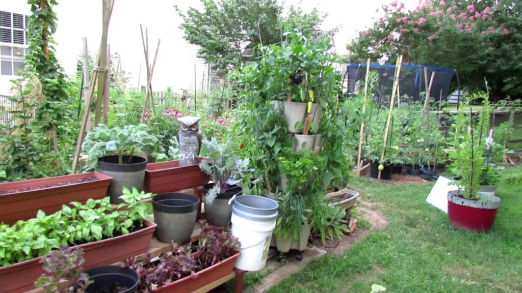 Vegetable Garden Tour & Tips 7/19/2018: Mature Tomatoes & Peppers, Crops to Plant Now