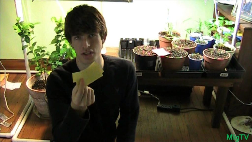 Worlds Simplest & Cheapest Way to Get Rid of Fungus Gnats