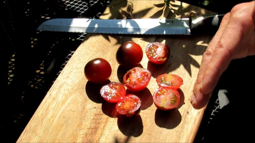 Gary Pilarchik: Complete Guide to Growing Cherry Tomatoes 4 of 5: Epsom Salt, Fertilizing, Spraying, Harvest Complete Guide to Growing Cherry Tomatoes 4 of 5: Epsom Salt, Fertilizing, Spraying, Harvest
