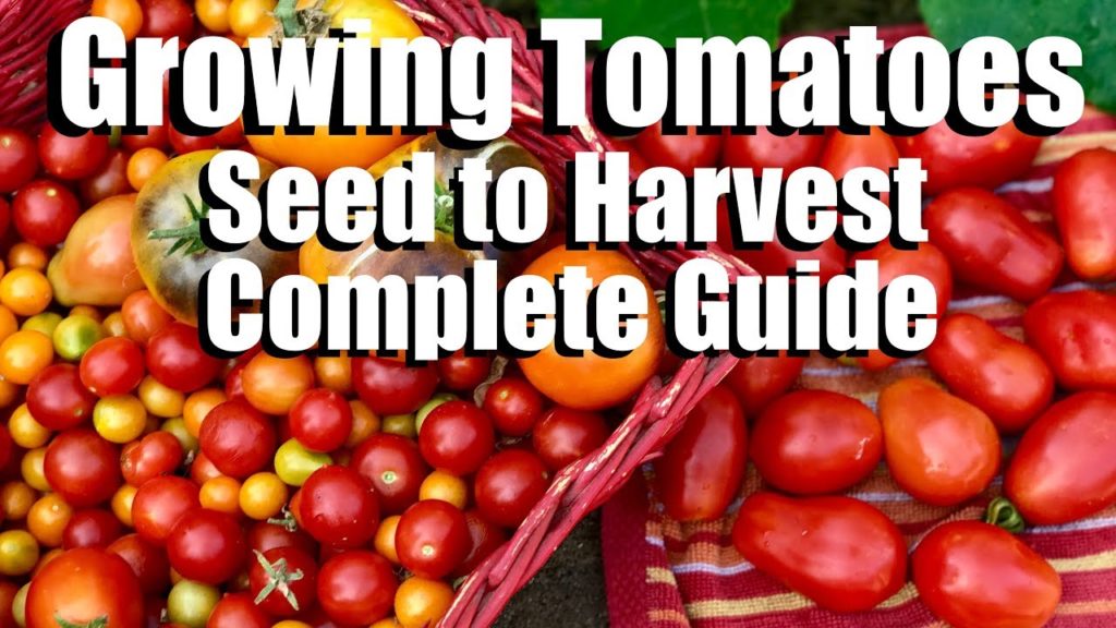 How to Grow Tomatoes from Seed to Harvest // Complete Gardening Guide with Digital Table of Contents