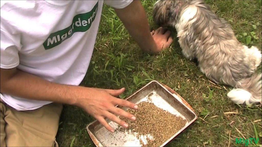 MIgardener: How to Save Spinach Seeds – A Seed Saving Series How to Save Spinach Seeds - A Seed Saving Series