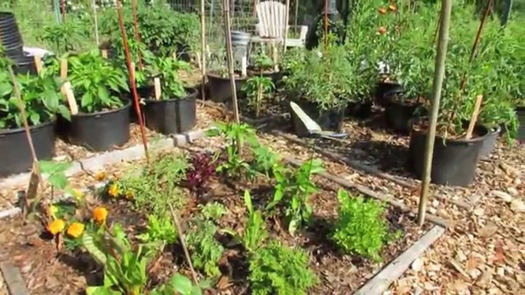 My Community Garden Plot Episode 6: Epsom Salt, Tomato Nutrients, Eggplant Flea Beetles &  Growth