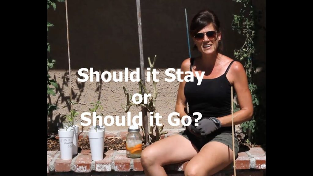 CaliKim: Should it Stay Or Go? How to Decide whether to Prune or Pull a Plant Should it Stay Or Go? How to Decide whether to Prune or Pull a Plant