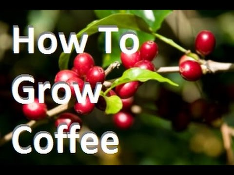 MIgardener: How To Grow Coffee In Containers at Home! Complete Growing Guide How To Grow Coffee In Containers at Home! Complete Growing Guide