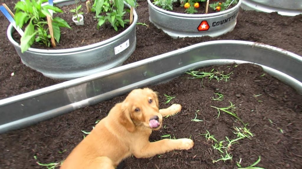 Gary Pilarchik: Tour 10 2019: TRG Homestead – Tucker the Grand-Puppy Returns, Main Bed Growth & Tips Tour 10 2019: TRG Homestead - Tucker the Grand-Puppy Returns, Main Bed Growth & Tips