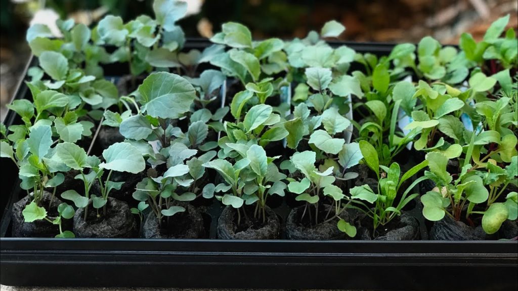 CaliKim: 🍁 LIVE: Ask me About Fall Gardening (REPLAY) 🍁 LIVE: Ask me About Fall Gardening (REPLAY)