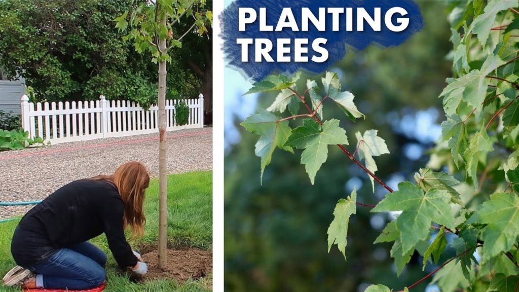 Garden Answer: Planting a Hedge of Maple Trees 🌳// Garden Answer Planting a Hedge of Maple Trees 🌳// Garden Answer