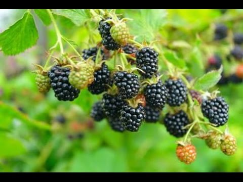 MIgardener: How to Grow Blackberries – Complete Growing Guide How to Grow Blackberries - Complete Growing Guide
