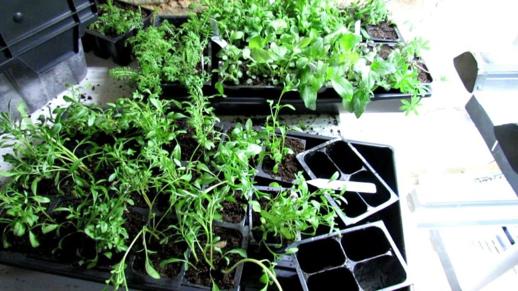 Gary Pilarchik: Seed Starting Basics: 5 Great Perennial Flowers for Pollinators: Over-Seeding, Starting & Dividing Seed Starting Basics: 5 Great Perennial Flowers for Pollinators: Over-Seeding, Starting & Dividing