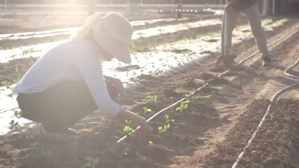 UC Riverside Community Gardens
